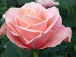 pale pink rose