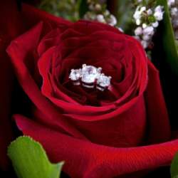Romantic proposal with roses