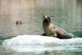 Alaska seal.
