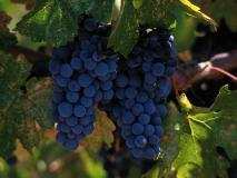 I Heard It Through the Grapevine