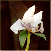 Orchid boutonneire