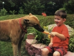 Greyhound rescue San Diego