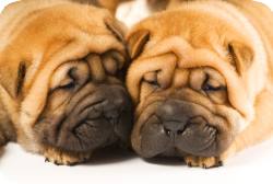 Love lyrics - puppy love