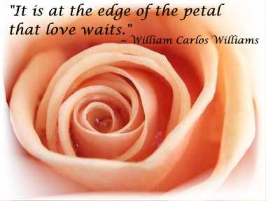 At the edge of the petal - love waits