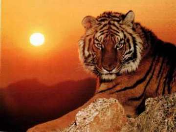 Love poem - The Beloved: Reflections on the Path of the Heart