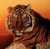 All about flirting, how to flirt, how to send out flirting signals, carry on a mad flirtation and with our flirting tips!