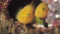 Did someone say 'sushi'?