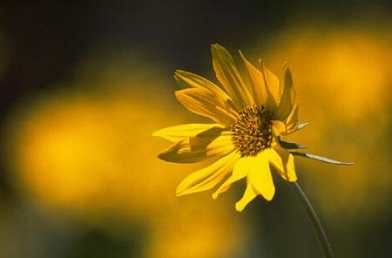 Love Poem - From Blossoms